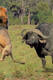 The Dance of Safety: Lessons from a Lion Hunting Buffalo