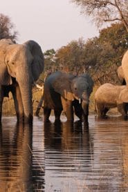 What is the leading tourist attraction in Uganda?