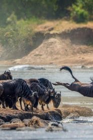 The Top 10 Biggest Safaris in the World