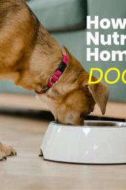 How to make Nutritionally Balanced Homemade Dog Food Recipes (With Vet Caveats)